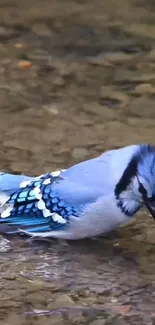 Blue Jay resting by a calm stream on a rocky surface.