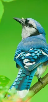 Blue jay perched on a branch with green background.