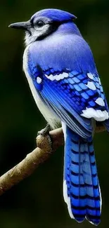 Blue Jay perched on a branch with vibrant blue feathers.