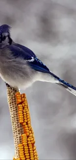 A vibrant blue jay perched on a corn stalk against a soft, blurred background.