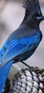 Blue jay perched on a pinecone against a dark background.