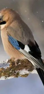 Blue jay perched on snowy branch in winter setting.