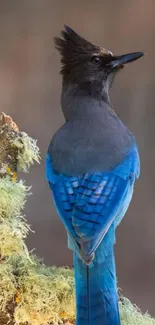 Blue jay perched on lichen-covered branch.