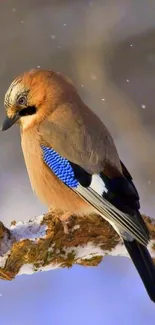 Blue Jay perched on snowy branch in winter scene.