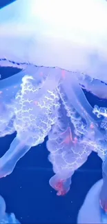 Blue Jellyfish Azure Live Wallpaper