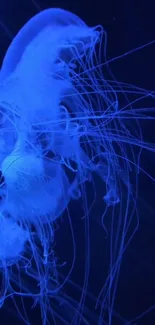 Luminescent blue jellyfish in a dark ocean environment.