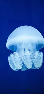 Beautiful blue jellyfish floating in deep blue ocean background