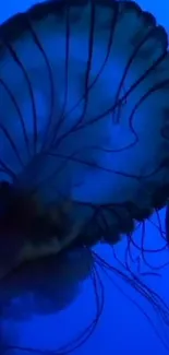 Mesmerizing deep blue jellyfish swimming gracefully in an underwater scene.