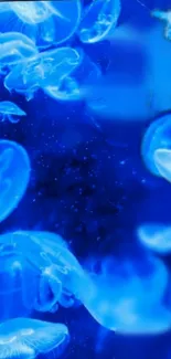 Blue jellyfish floating in a serene, glowing underwater scene.