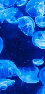 Blue jellyfish floating gracefully against a dark ocean backdrop, perfect wallpaper.