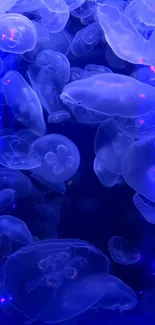 Bioluminescent blue jellyfish wallpaper for mobile phones.