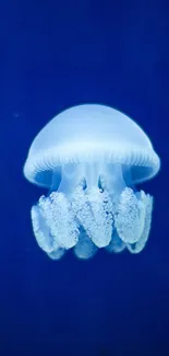 Luminous jellyfish floating in a deep blue ocean background.