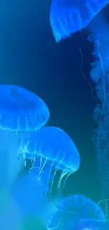 Glowing blue jellyfish in a dark aquatic setting, creating a serene wallpaper.