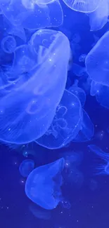 Ethereal blue jellyfish in deep ocean wallpaper.