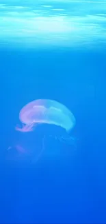 Blue ocean wallpaper with soft jellyfish.