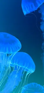 Blue jellyfish floating in the ocean depths, creating a serene vibe.