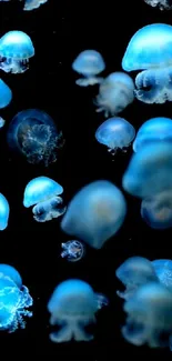 Blue jellyfish floating against black background.