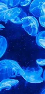 Captivating blue jellyfish floating in a serene underwater scene wallpaper.