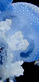 Blue jellyfish with delicate tentacles against a dark background.