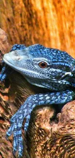 A vibrant blue lizard rests on rustic brown wood texture.