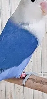 Blue lovebird perched on a branch in a cage.