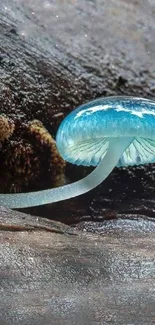 Blue mushroom with natural brown background.