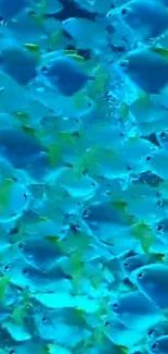 A vibrant school of blue fish swimming in the ocean, creating a stunning pattern.