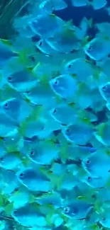 Vibrant school of blue fish swimming in clear ocean water.