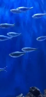 School of fish swimming in vibrant blue ocean waters.