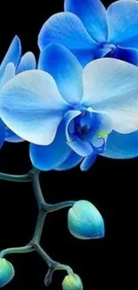 Vibrant blue orchid petals on black background wallpaper.