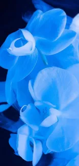 Serene blue orchids wallpaper for mobile.