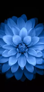 A striking blue dahlia flower against a dark background, perfect for mobile wallpapers.