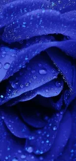 Close-up of blue rose with dewdrops, perfect for mobile wallpaper.