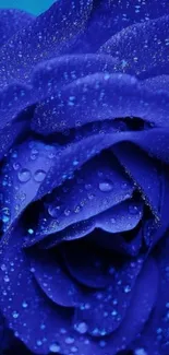 Blue rose with dew drops, elegant mobile wallpaper.