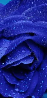 Close-up of a blue rose with dewdrops on petals.