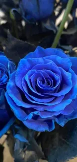 Vibrant blue roses with lush petals in a close-up mobile wallpaper.