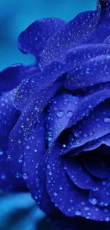 Vibrant blue rose with dewdrops, perfect for mobile wallpaper.