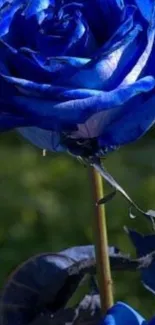 Vibrant blue rose against green background.