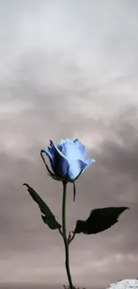 Blue rose with dramatic cloudy sky backdrop.