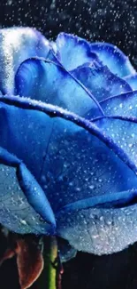 Close-up of a blue rose with raindrops on petals.