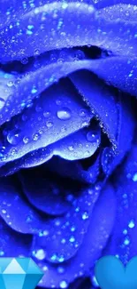 Vibrant blue rose with water droplets on petals, mobile wallpaper.