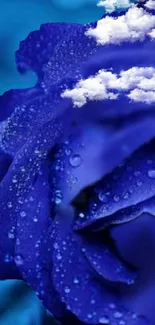 Vibrant blue rose with clouds and dew drops.