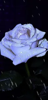 Blue rose with raindrops against a dark background.