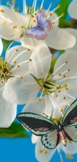 White blossoms on a branch with clear blue sky background.