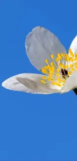 White flower on vibrant blue sky background.