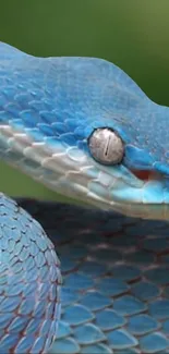 Close-up of a vibrant blue snake coiled against a blurred green background.