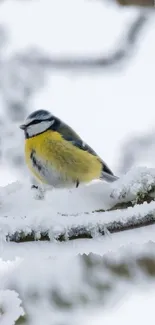 A blue tit sits on a snowy branch in a serene winter landscape.