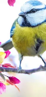 Blue tit bird perched on a branch with pink blossoms.