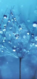 Close-up of delicate water droplets on a blue background, creating a serene wallpaper.