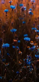 Mobile wallpaper of blue wildflowers with warm orange background.